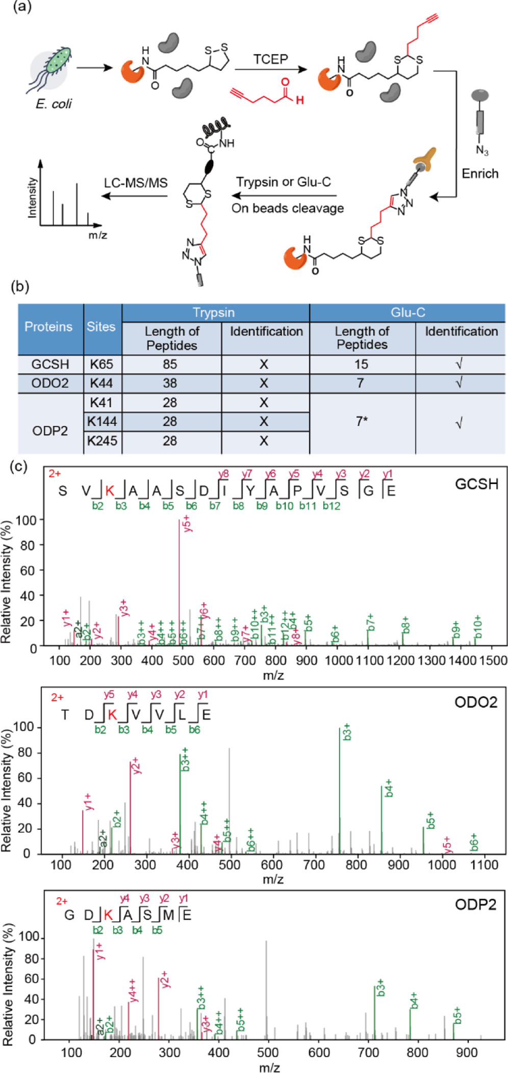 1923301176007839744-lipoylation-proteomics-service2.jpeg