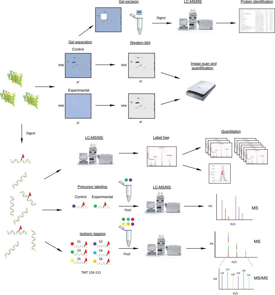 1923302054769053696-nitration-proteomics-service1.jpg