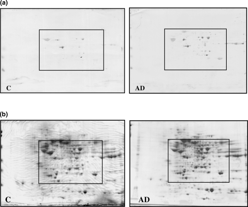 1923302193311109120-nitration-proteomics-service2.gif