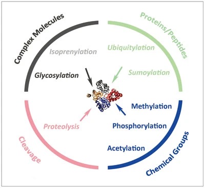 1924721021387657216-overview-of-protein-post-translational-modifications1.jpg
