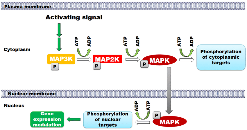 1924721898009776128-overview-of-protein-post-translational-modifications2.png