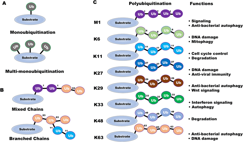1924723950777651200-overview-of-protein-post-translational-modifications3.png