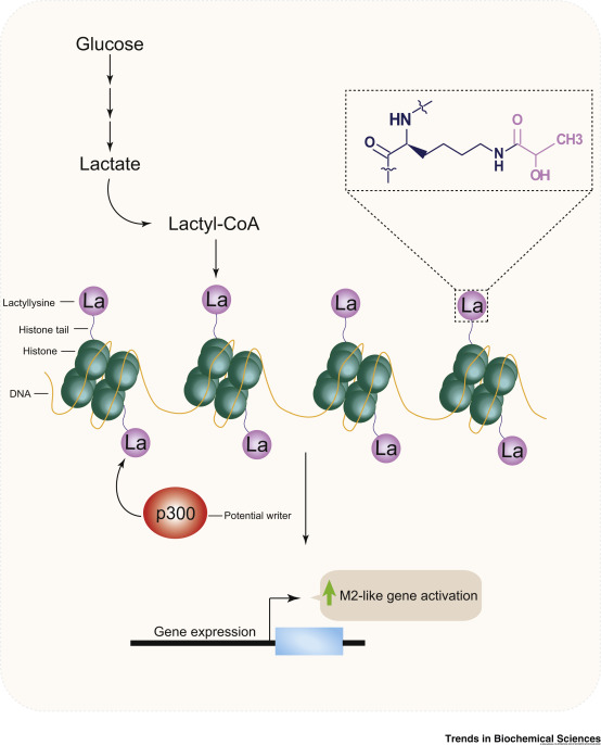 1924724119430615040-overview-of-protein-post-translational-modifications4.jpg