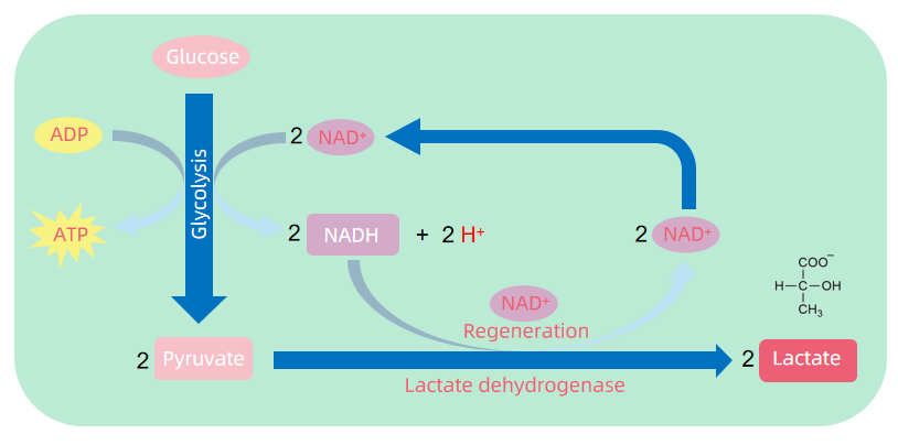 1924745577179500544-protein-lactylation-principle-mechanism-and-detection1.png