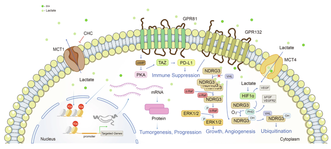 1924745787637092352-protein-lactylation-principle-mechanism-and-detection2.png