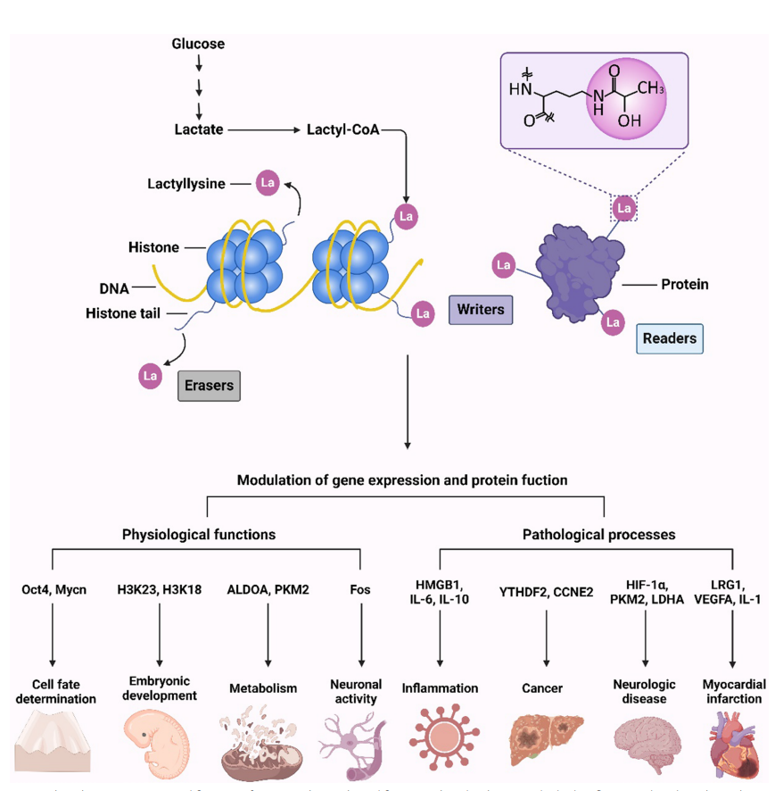 1924745930994208768-protein-lactylation-principle-mechanism-and-detection3.png