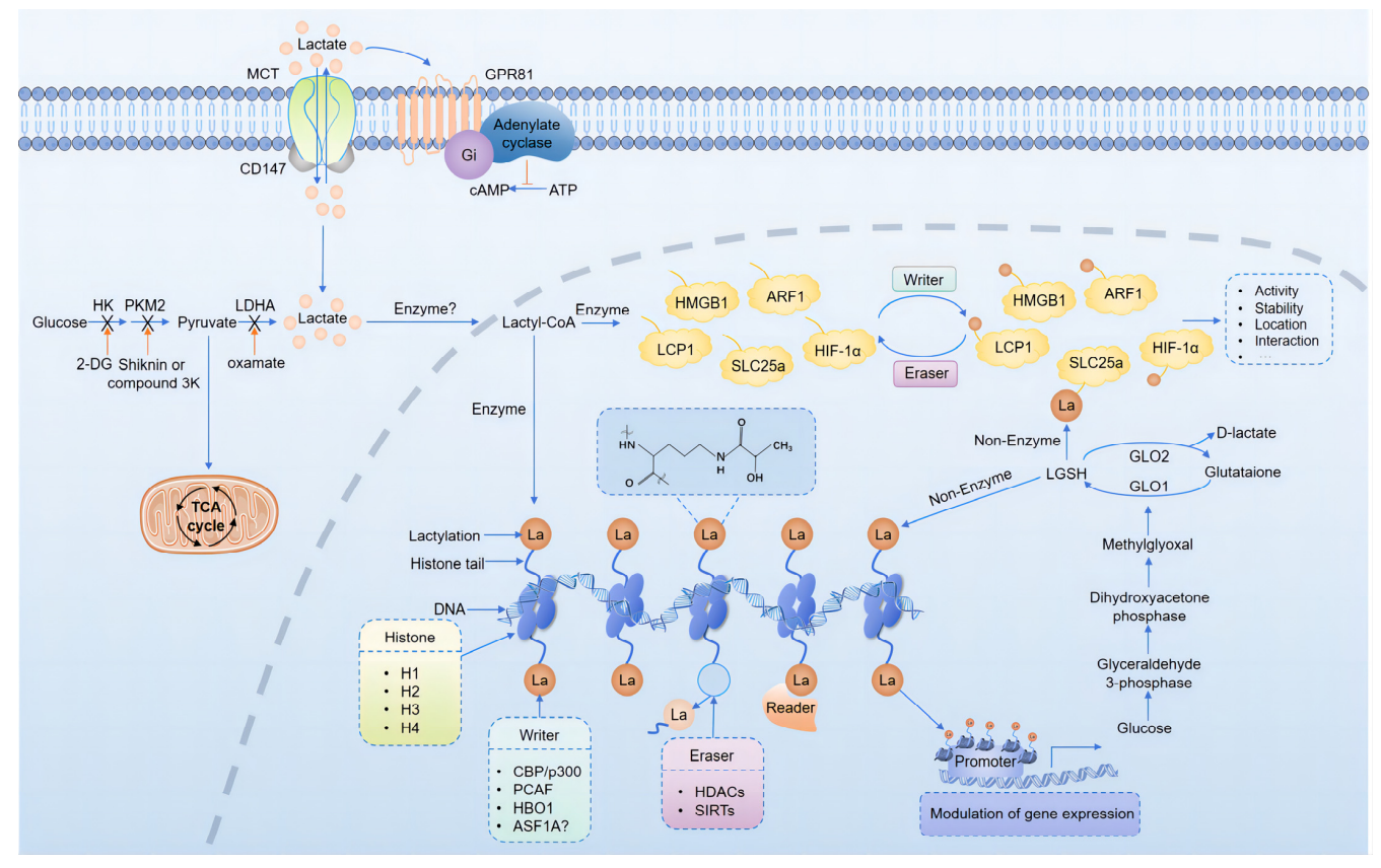 1924746057729298432-protein-lactylation-principle-mechanism-and-detection4.png