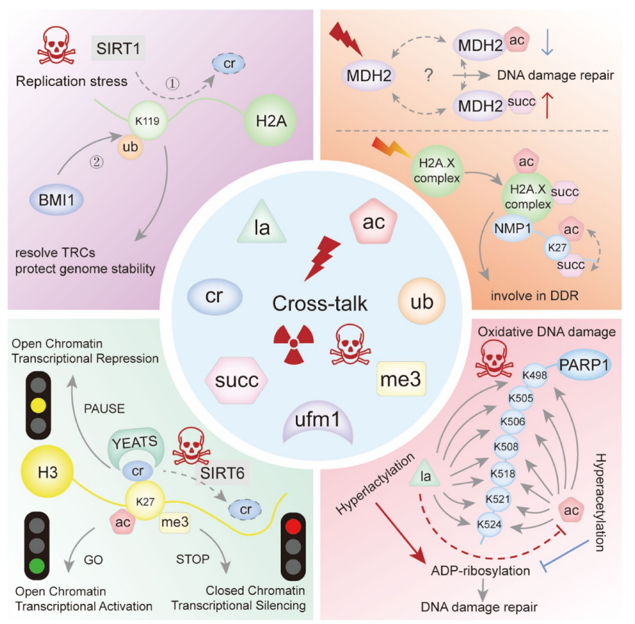 1924746502329716736-protein-lactylation-principle-mechanism-and-detection5.png