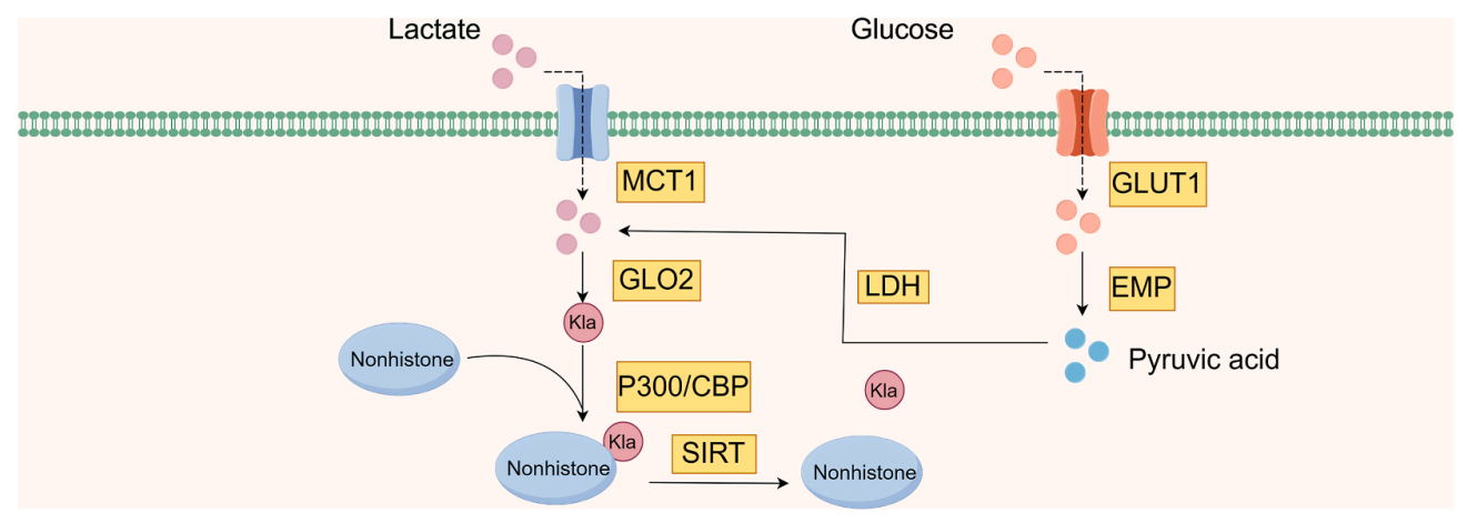 1924746809772199936-protein-lactylation-principle-mechanism-and-detection6.png