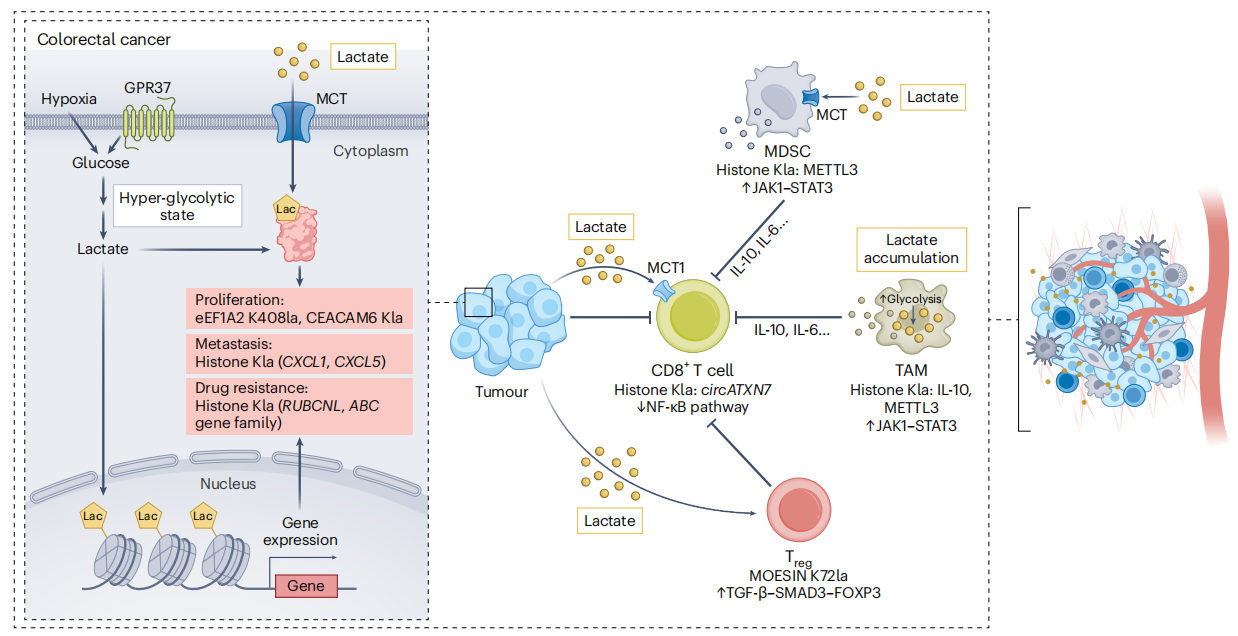 1924747010314457088-protein-lactylation-principle-mechanism-and-detection7.png