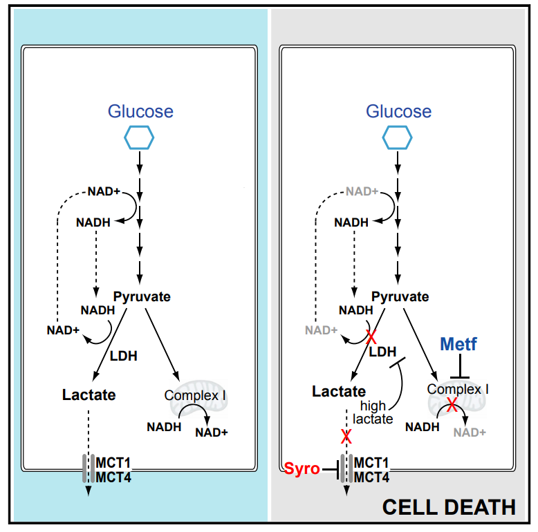 1924747253483425792-protein-lactylation-principle-mechanism-and-detection8.png