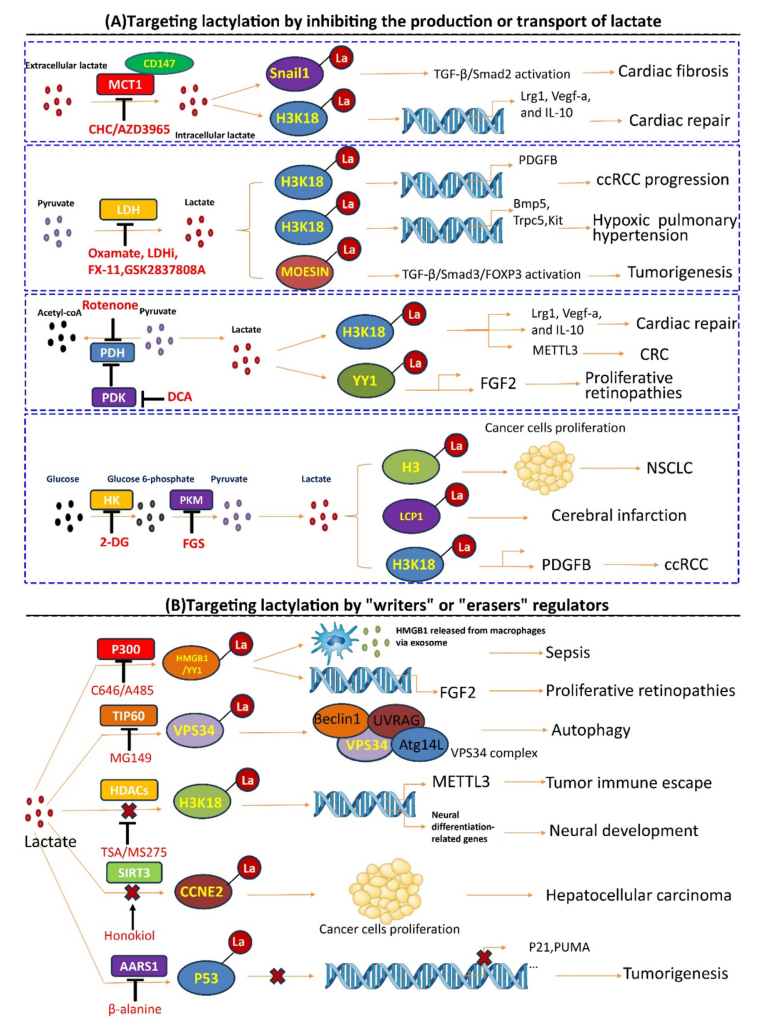 1924747452268269568-protein-lactylation-principle-mechanism-and-detection9.png