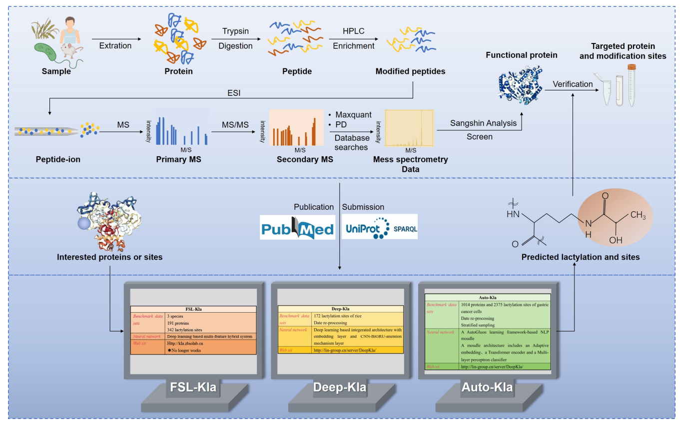 1924747708452163584-protein-lactylation-principle-mechanism-and-detection10.png