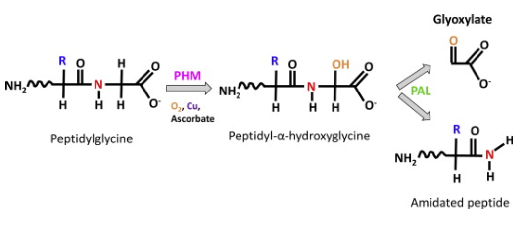 1924671552206000128-amidation-proteomics-service1.png