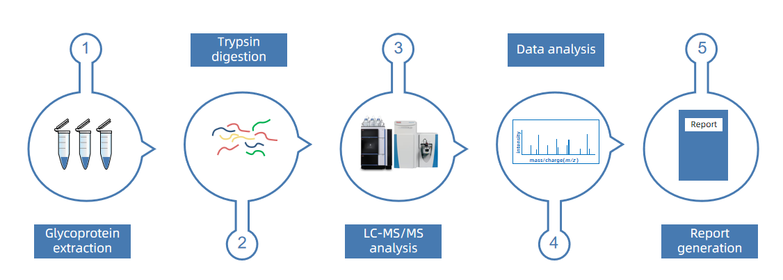 1924705674404155392-yeast-glycosylation-analysis-service1.PNG