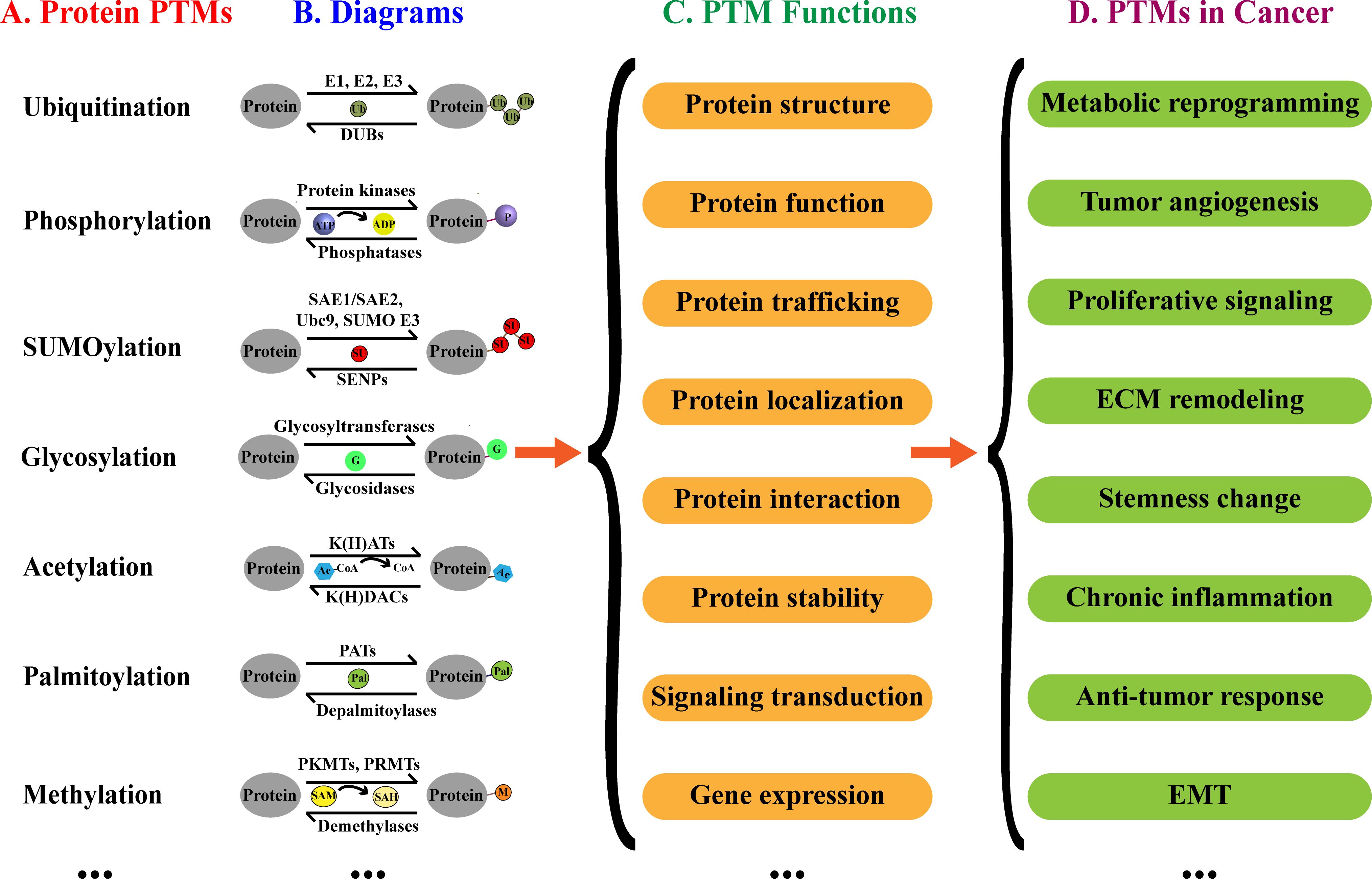 1924758300122533888-protein-ptm-qualitative-analysis-service1.jpg
