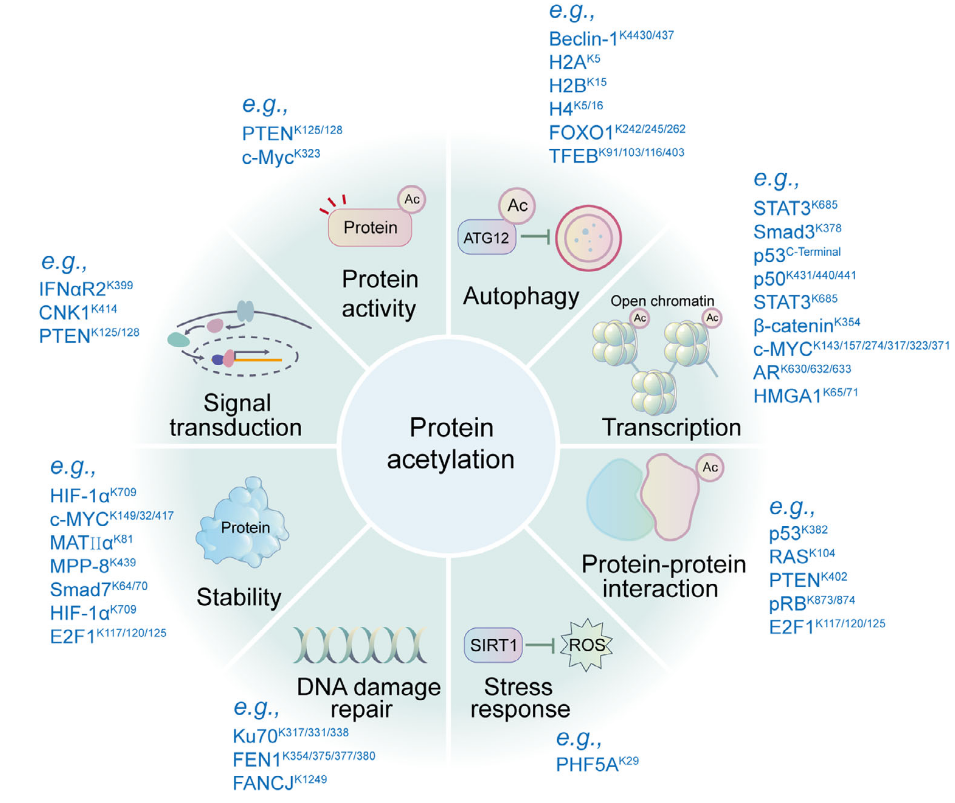 1925029510773329920-acetylomics-data-analysis-service1.PNG