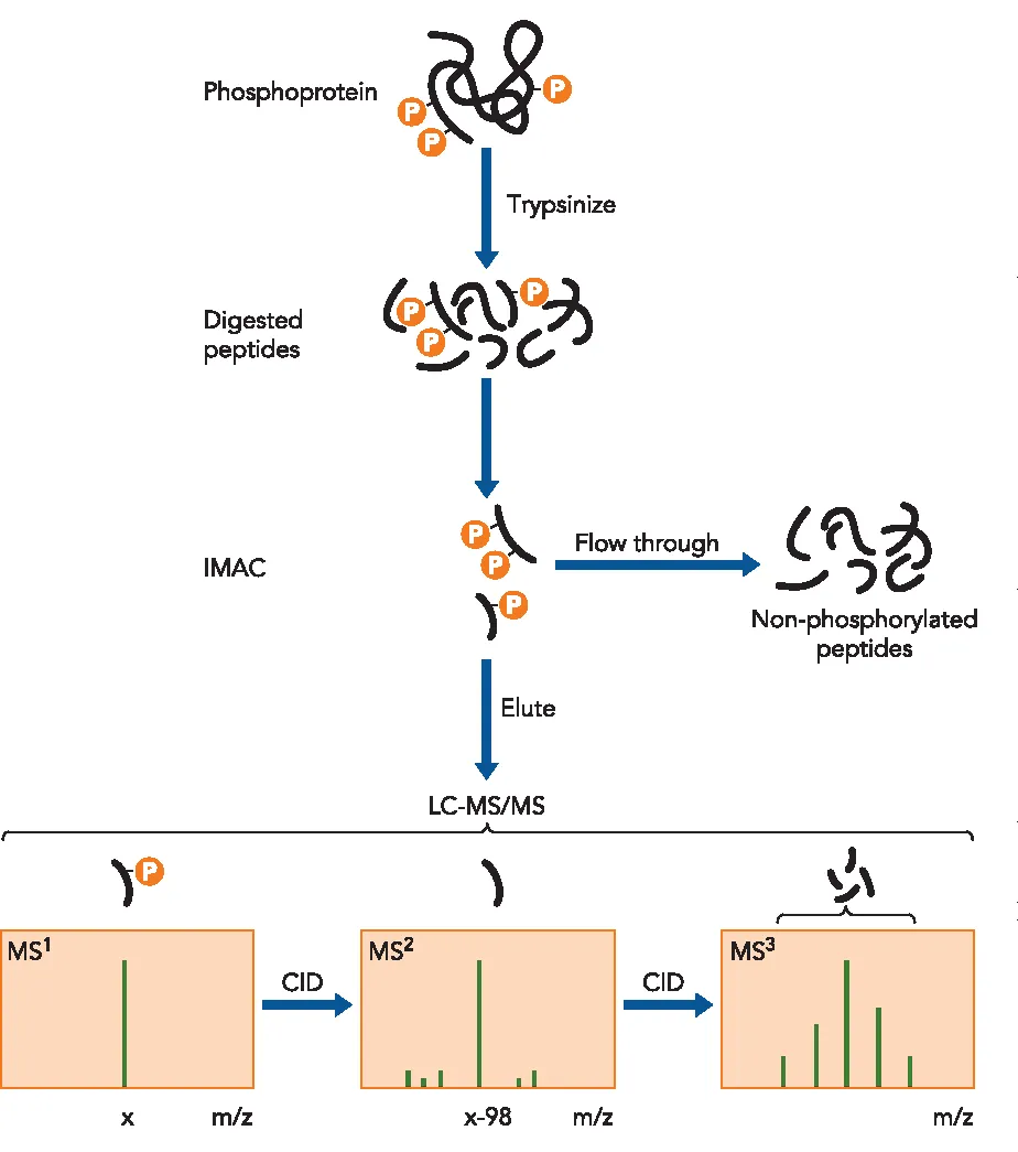 1925071127169323008-peptide-enrichment-service-ms-compatible2.png