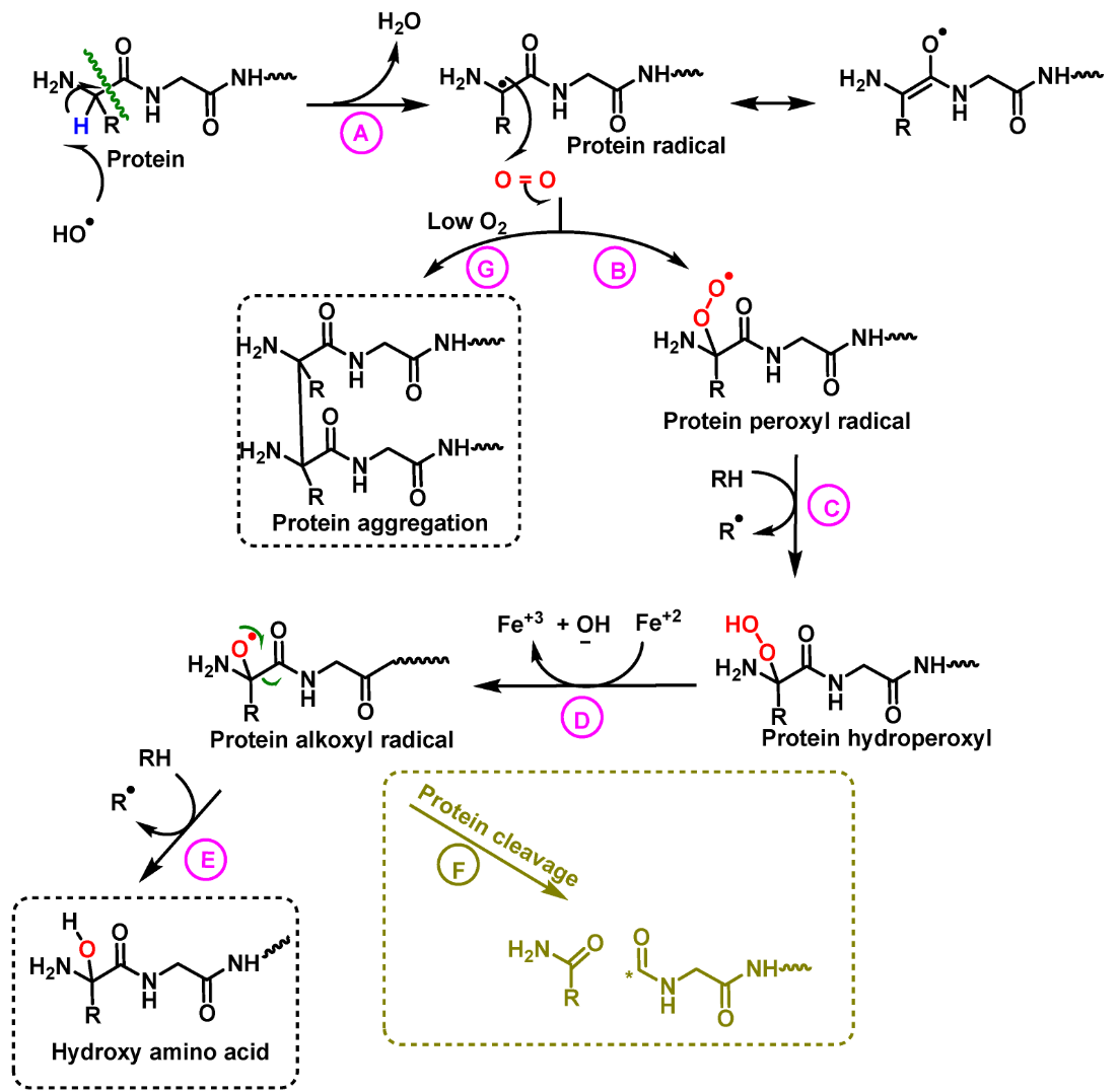 1925087788945494016-hydroxylation-proteomics-service1.png