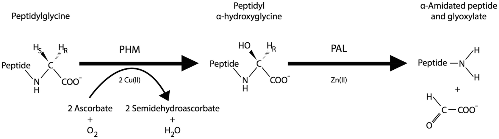 1925108391266078720-alpha-amidated-peptides-analysis-service1.png