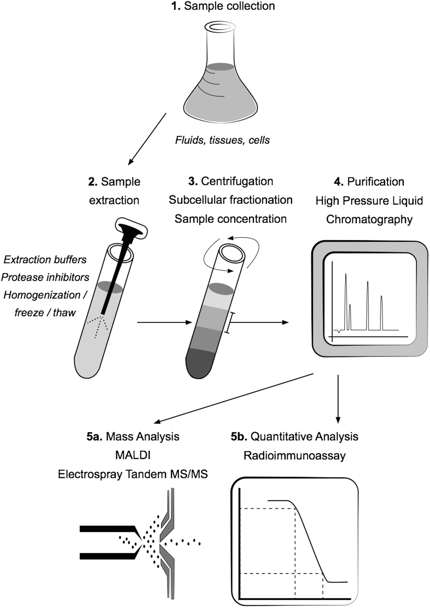 1925108585688846336-alpha-amidated-peptides-analysis-service2.png