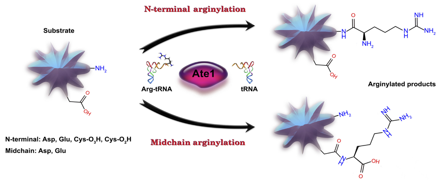 1925114916655190016-arginylation-proteomics-service1.png
