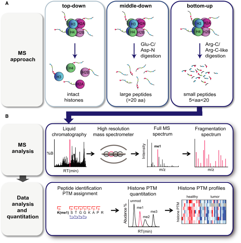 1925433995345645568-histone-ptm-data-analysis-service1.png