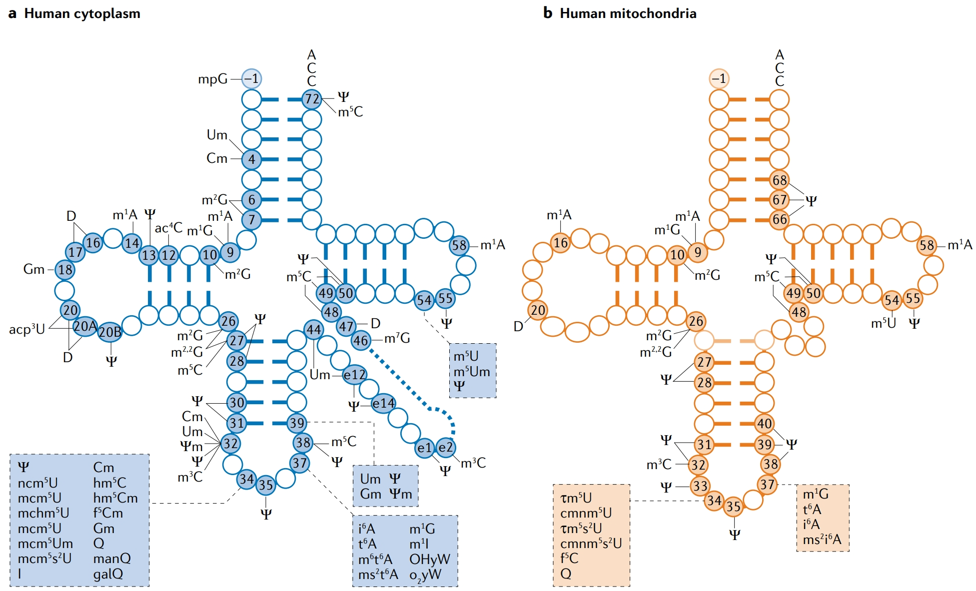 1925451665587687424-trna-modification-lc-ms-analysis-service1.png