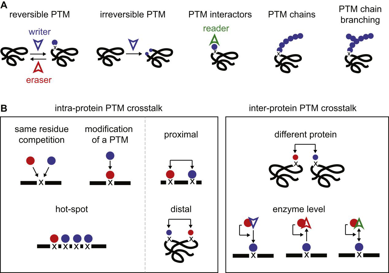 1925453576911048704-protein-ptm-crosstalk-analysis-service1.png