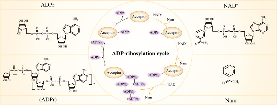 1925472267631448064-adp-ribosylation-proteomics-service1.jpg