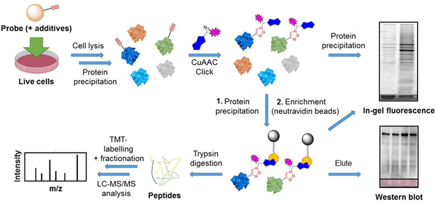 1925472396681793536-adp-ribosylation-proteomics-service2.gif