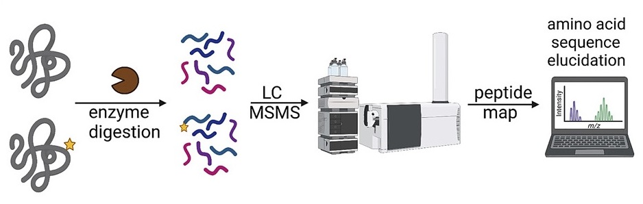 1925475352403628032-peptide-mapping-analysis-service--recombinant-collagen2.jpg