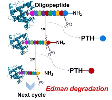 recombinant-collagen-n-terminal-sequence-analysis-service1.jpg
