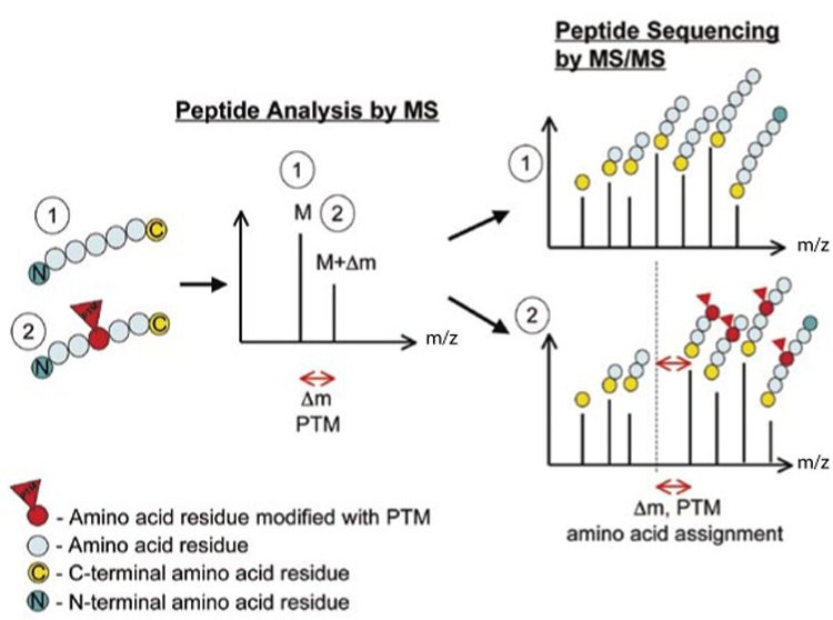 1925836109850988544-recombinant-collagen-c-terminal-sequence-analysis-service1.jpg