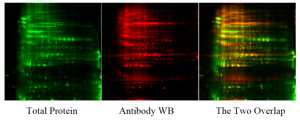 1926833657782808576-1925439845737025536-recombinant-collagen-analysis-service7.png