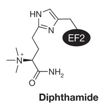1924749116832337920-diphthamide-proteomics-service1.jpg
