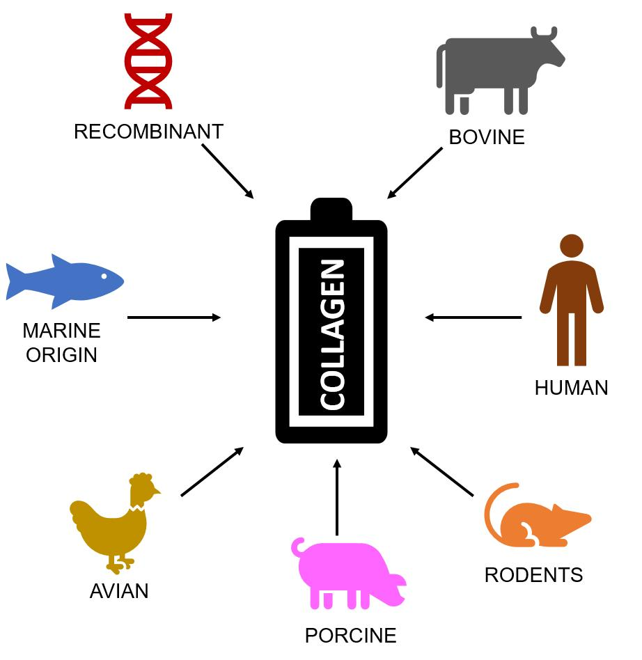 1927197822754041856-1926923708522942464-recombinant-collagen-identification-service1.webp