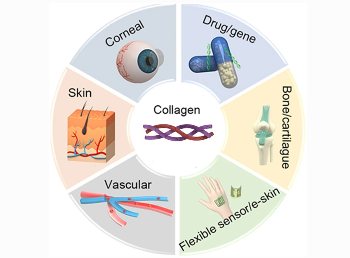 1927198368231665664-1926893787243204608-recombinant-collagen-physicochemical-characterization-service1.png