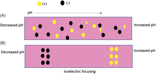 1927282640294629376-recombinant-collagen-isoelectric-point-determination-service1.jpg