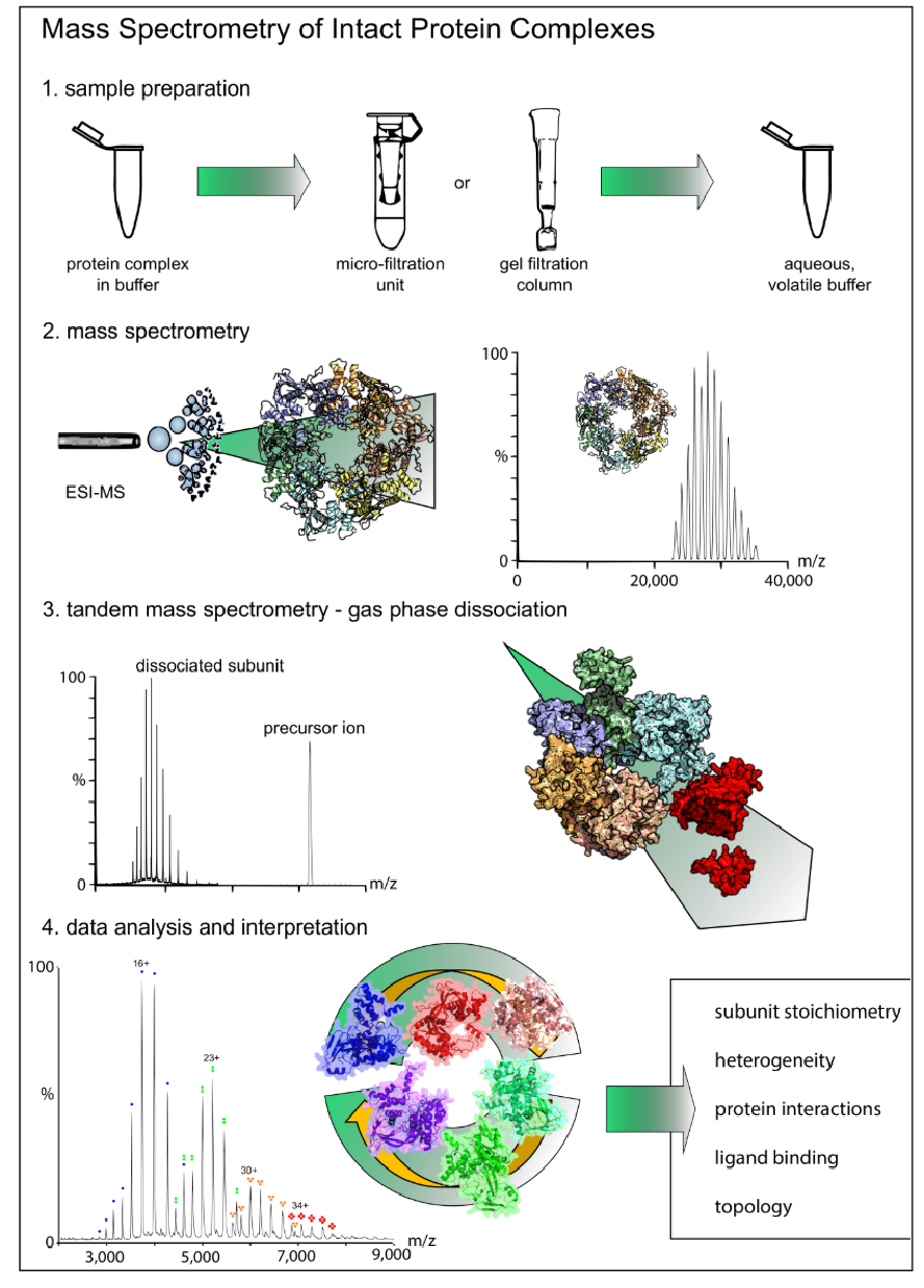 1927991889221988352-native-protein-analysis-service1.png