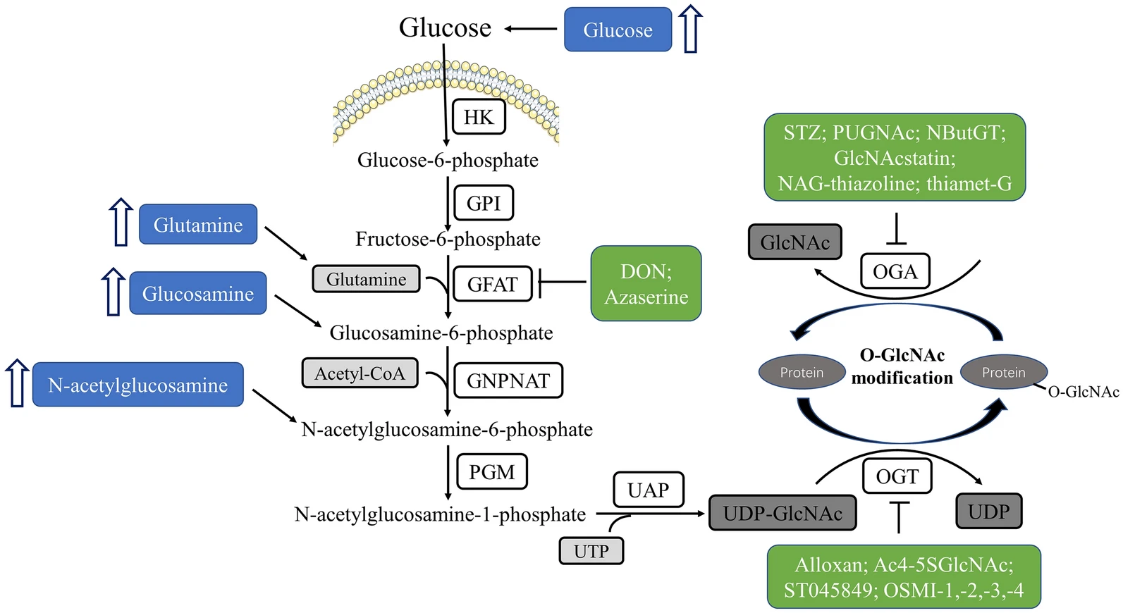 1927646550193459200-o-glcnacylation-profiling-service1.webp