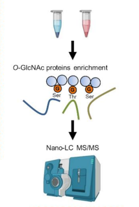 1927646714845057024-o-glcnacylation-profiling-service2.png