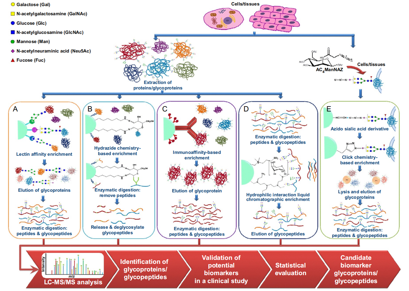 1927908669241544704-glycopeptide-enrichment-service1.png