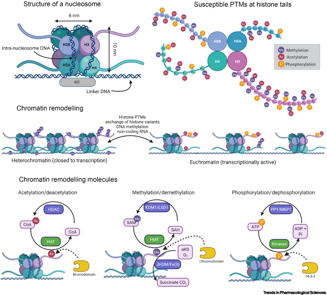 1927928141335613440-histone-ptm-identification-service1.png