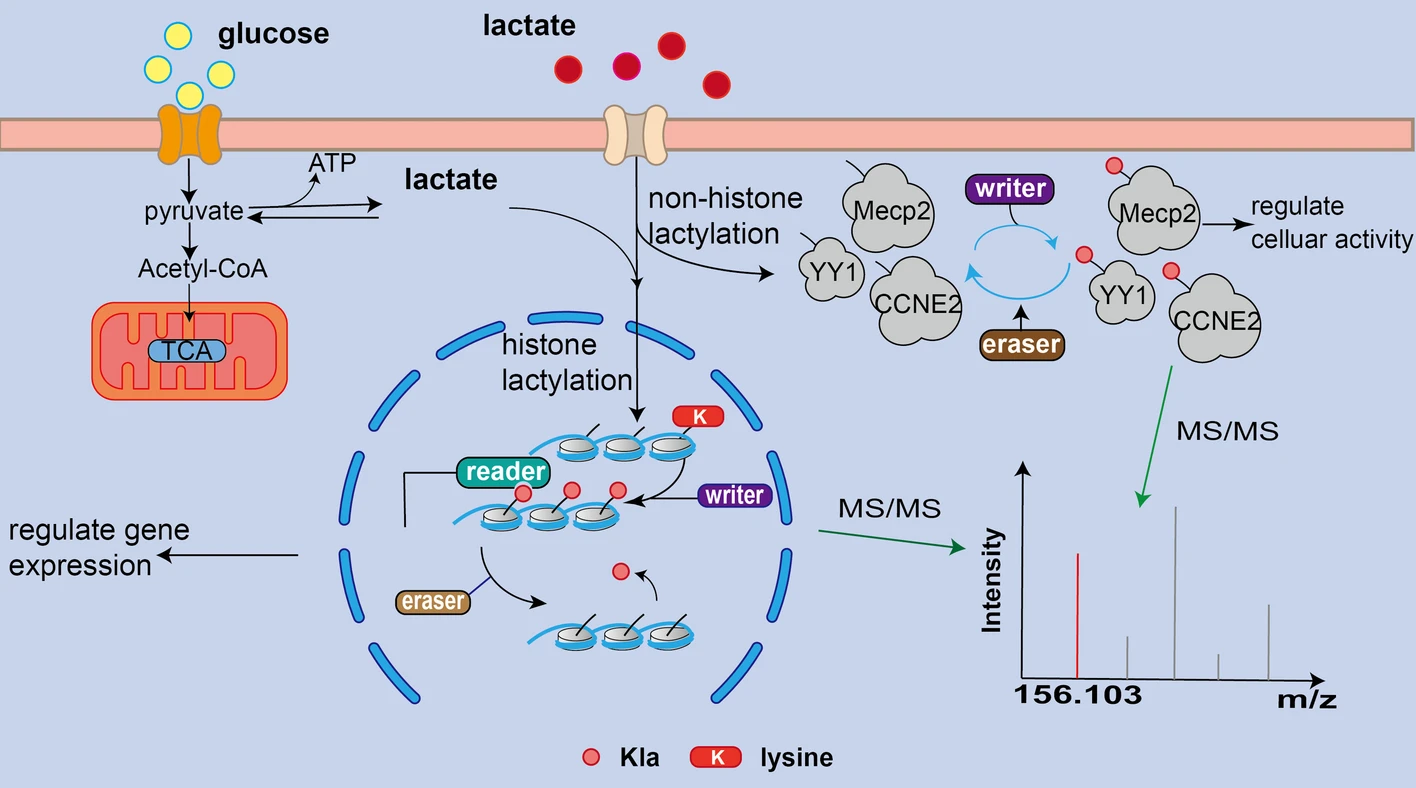 1928005953300058112-lactylation-proteomics-service1.webp