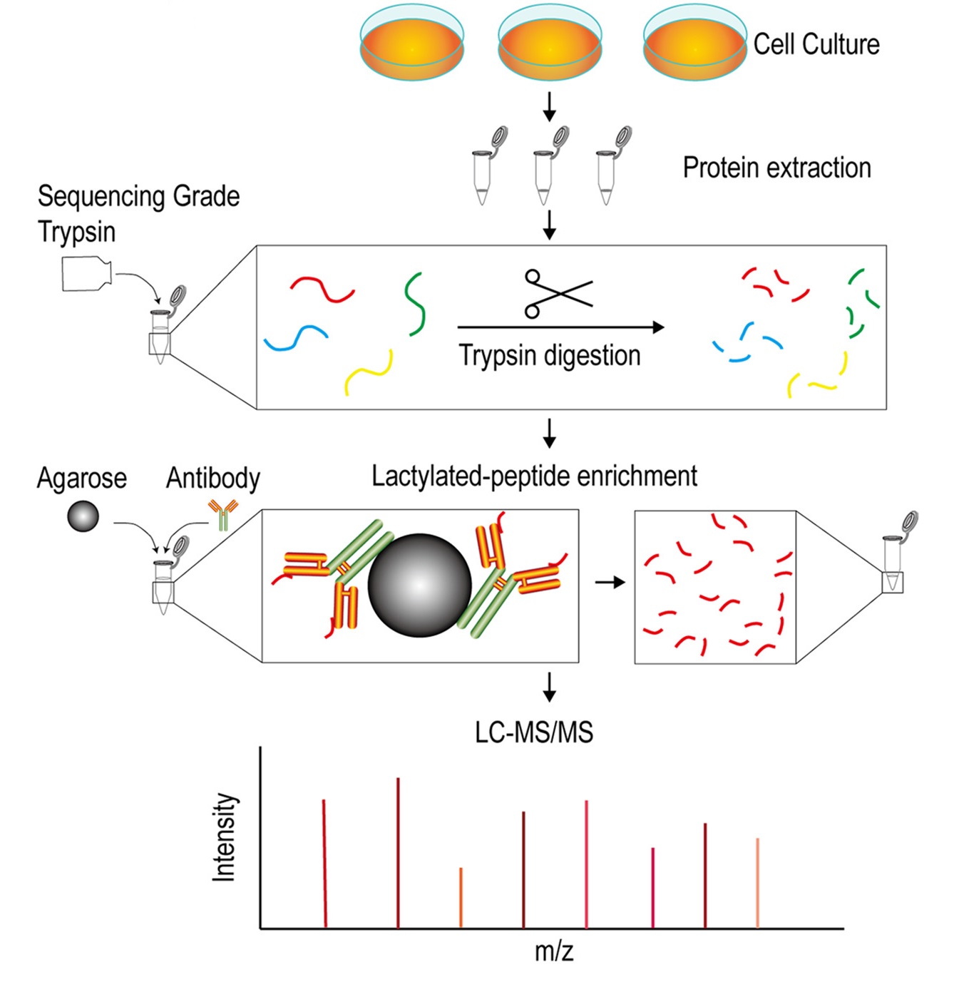1928006158225362944-lactylation-proteomics-service2.jpg