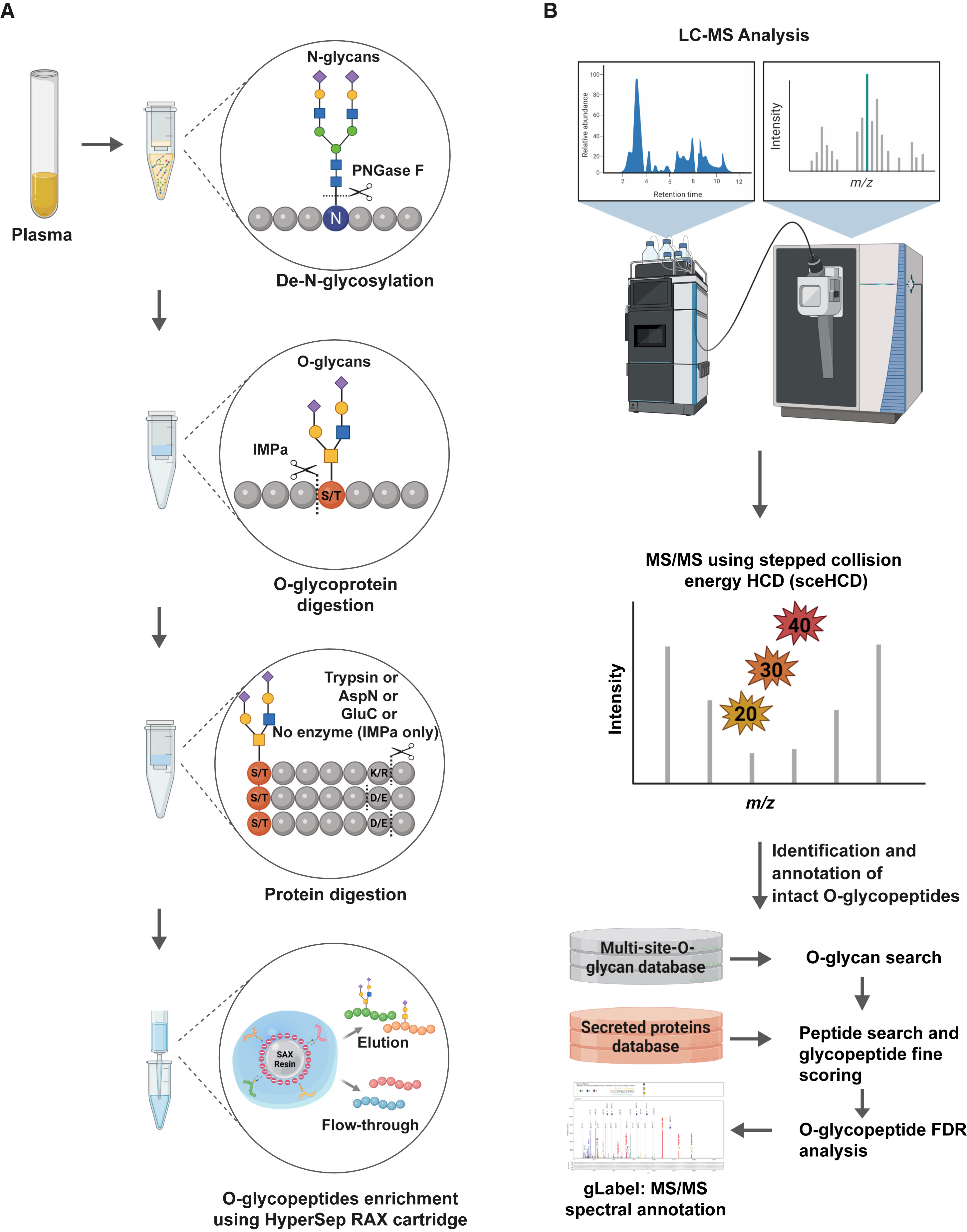 1928368821639958528-proteins-o-glycan-profiling-service2.jpg