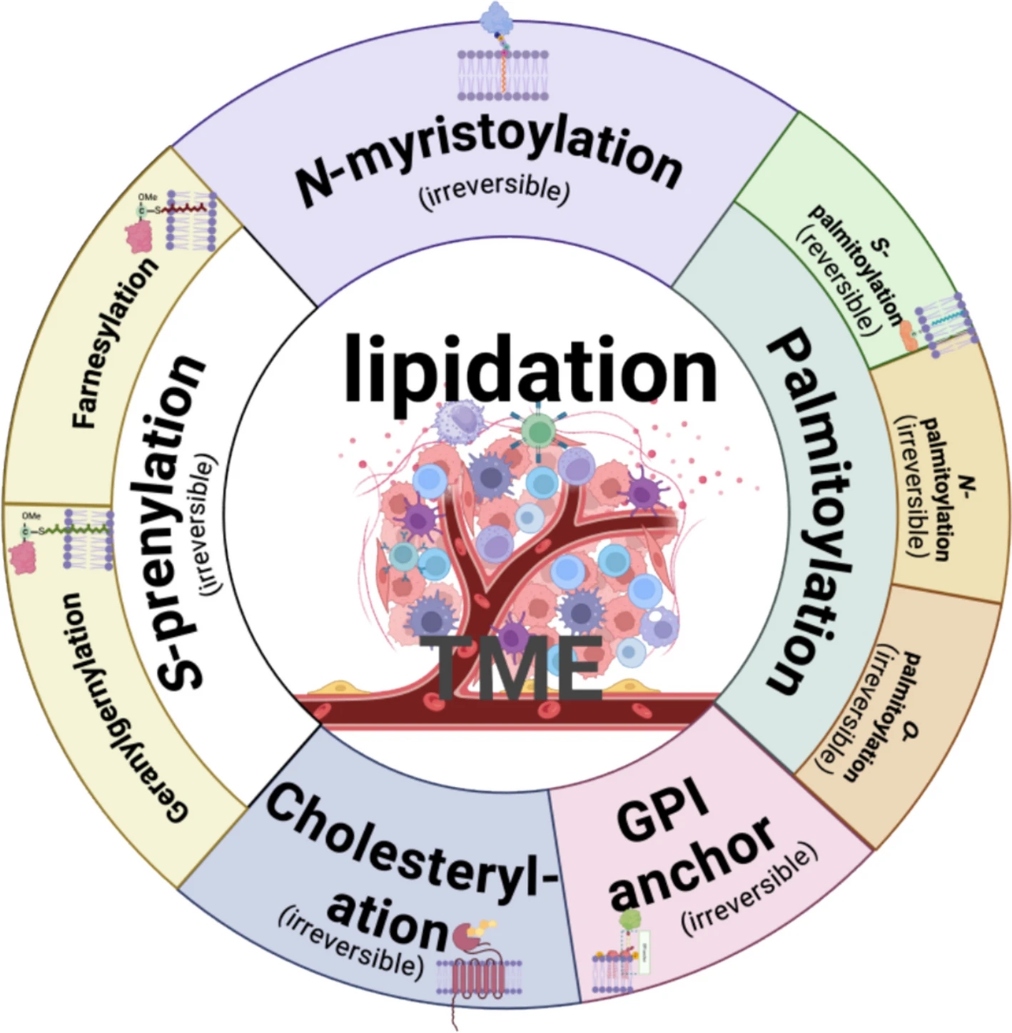 1929788973568872448-protein-lipidation-analysis-service1.jpg
