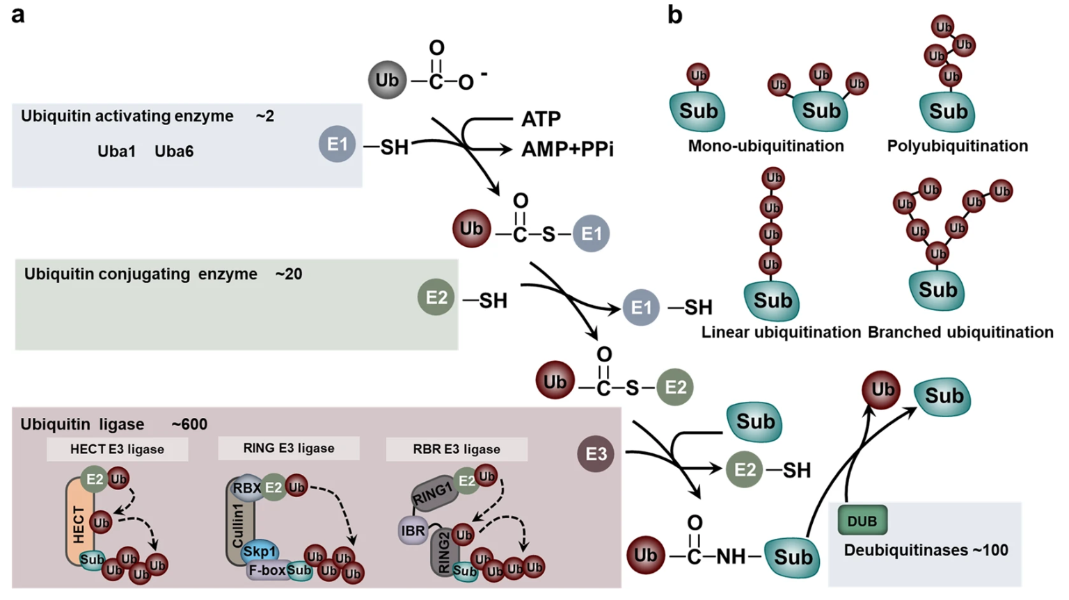 1930104516310061056-ubiquitination-site-identification-service1.png