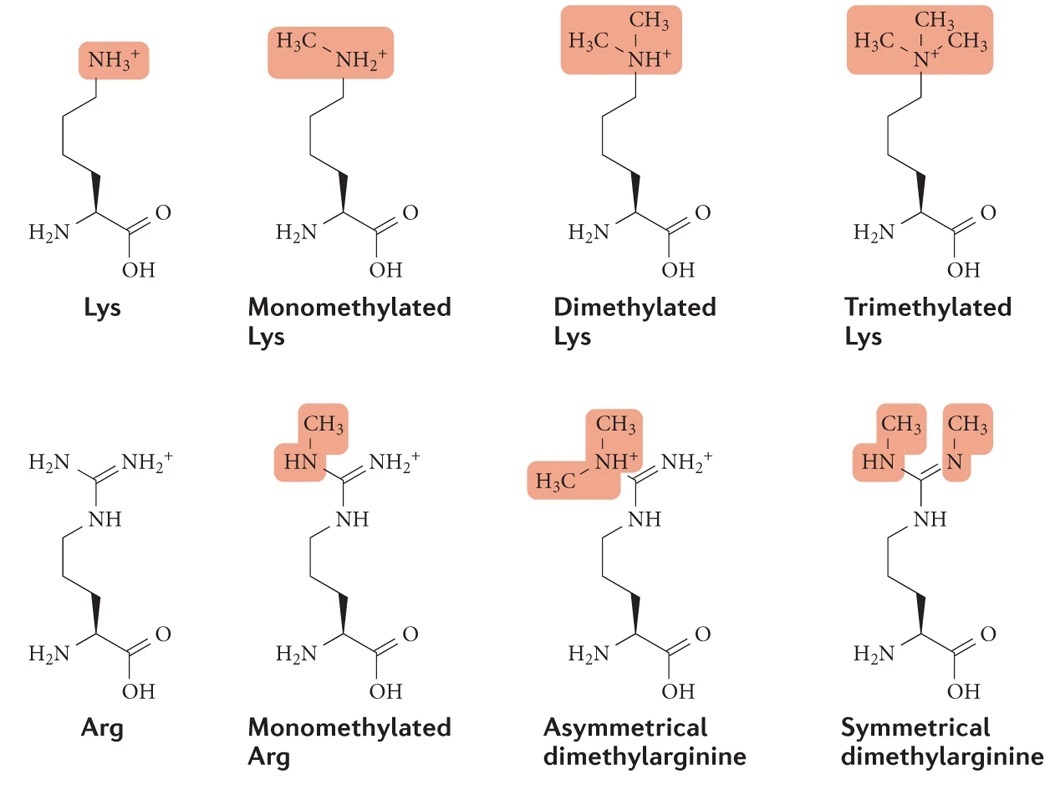 1930183184696856576-methylation-proteomics-service1.jpg